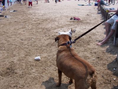 Montrose Dog Beach
