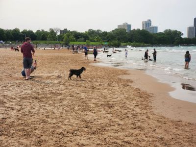 Chicago Dog Beach 0702
