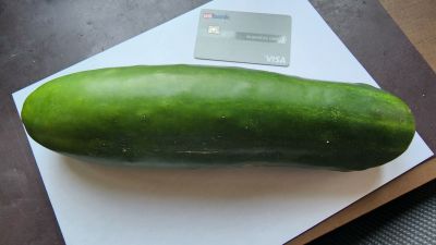 Cucumber picked 0824
