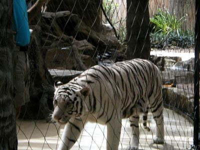 Florida - Naples Zoo
