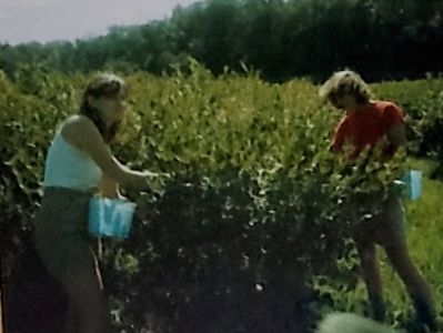 Joy Ford picking blueberries
