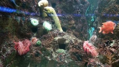 Shedd Aquarium
