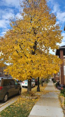 Tree with fall colors in front of home
